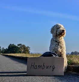 Hund sidder på landevej 