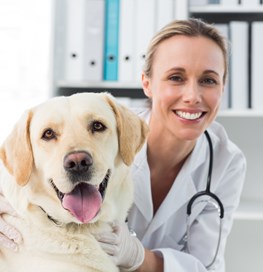 Hund og dyrlæge 