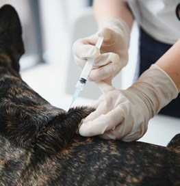 Hund bliver vaccineret 